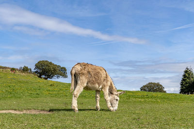 Horse grazing on field against sky