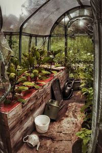 Potted plants in greenhouse