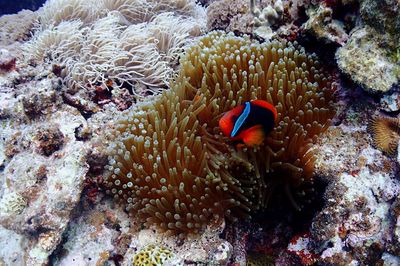 View of fish in sea