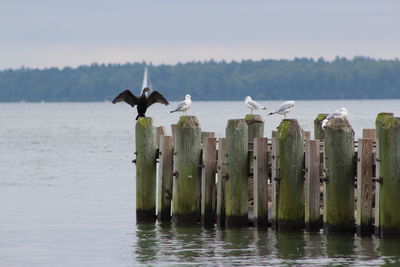 Birds perching on wooden pier in a lake