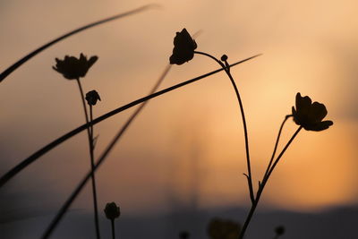 Close-up of plant against sky at sunset