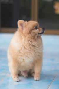 Close-up of a dog looking away