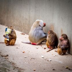 Monkeys sitting outdoors