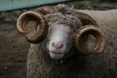 Close-up of sheep looking at camera