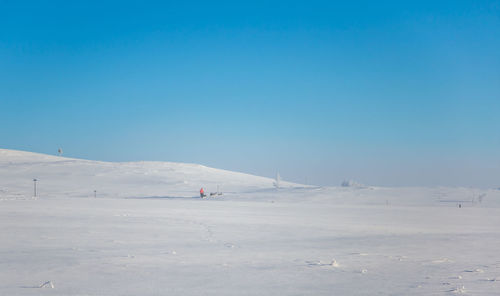 A beautiful husky dog team pulling a sled in beautiful norway morning scenery. 