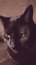 Portrait of black cat