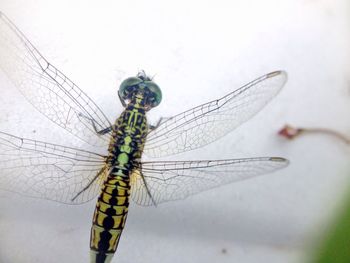 Close-up of dragonfly on chain