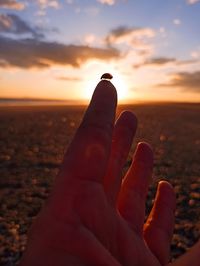 Ladybug sunset