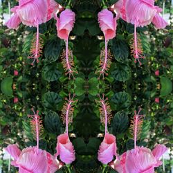 Close-up of pink flowers