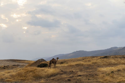 Camel standing in desert against sky