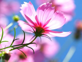 Close-up of pink cosmos flower