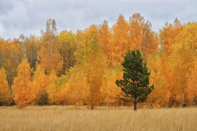 Trees on field against sky during autumn