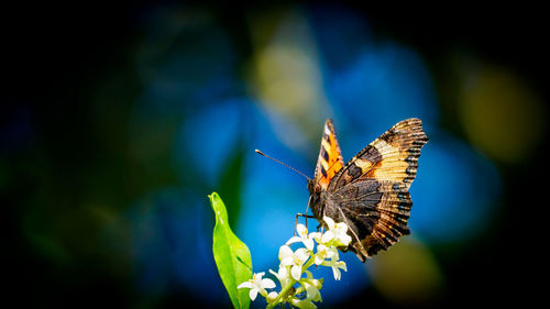 Close-up of butterfly pollinating on flower