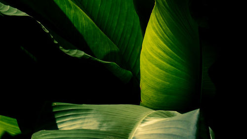 Close-up of plants