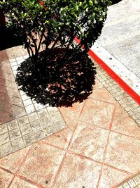 Trees on tiled floor