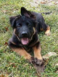 Portrait of dog relaxing on field