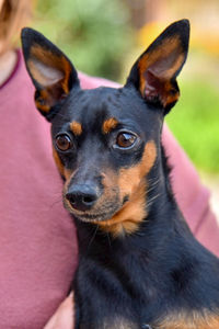 Close-up portrait of a dog