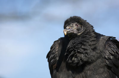 Low angle view of eagle against sky