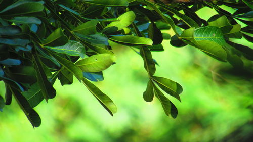 Close-up of leaves