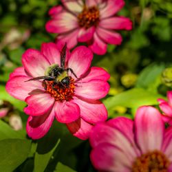 Close-up of bee on pink flower