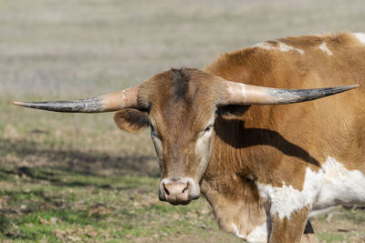 Portrait of cow on field