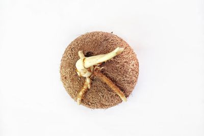 High angle view of bread against white background