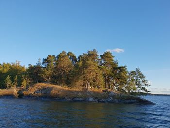 Trees by sea against clear blue sky