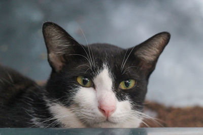 Close-up portrait of a cat