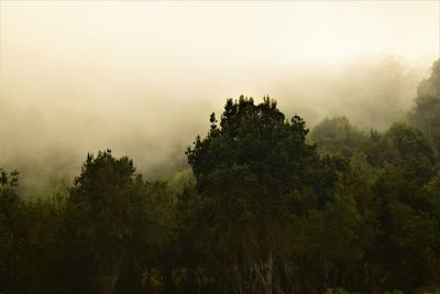 Silhouette trees in forest against sky