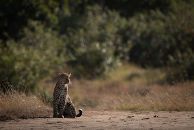 Leopard sits on sandy ground looking right