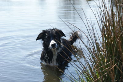 Bird in water