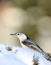 Close-up of bird perching