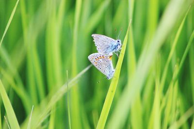 Two beautiful tiny light butterflies in love on a blade of grass in balance