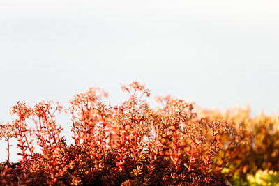 Low angle view of flowers against clear sky