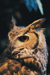 Close-up of a owl