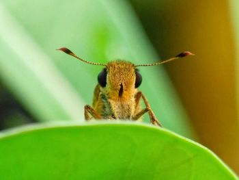 Close-up of grasshopper