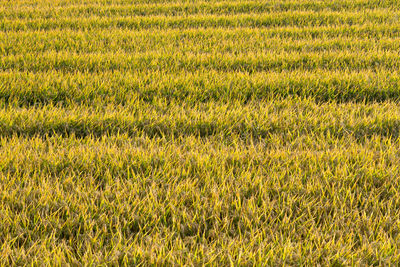 Full frame shot of corn field