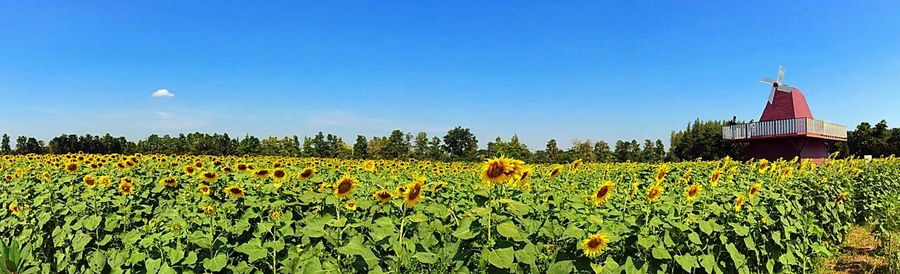 Yellow flowers growing in field