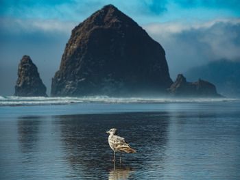 Seagull perching on shore at beach against sky