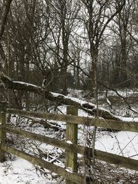 Bare trees on snow covered landscape