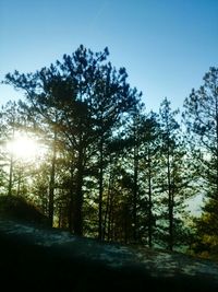 Sun shining through trees