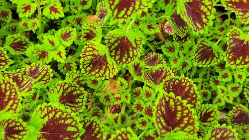 Full frame shot of fresh green leaves on field