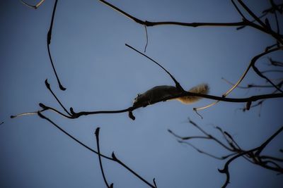 Low angle view of bird perching on branch against sky