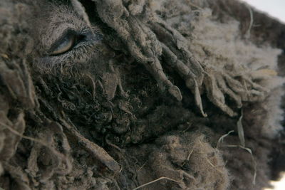 Close-up of elephant