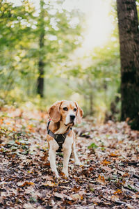 Dog running on field