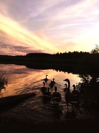 Silhouette canada geese swimming in lake against sky during sunset