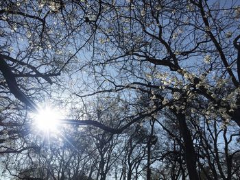 Sun shining through trees