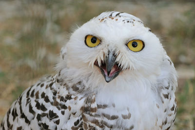 Close-up portrait of owl