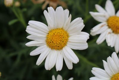 Close-up of white daisy
