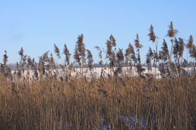 Plants growing on field against clear sky